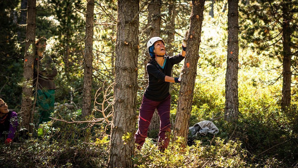 Pla general d'una noia treballant al bosc l'estiu del 2020. (horitzontal)