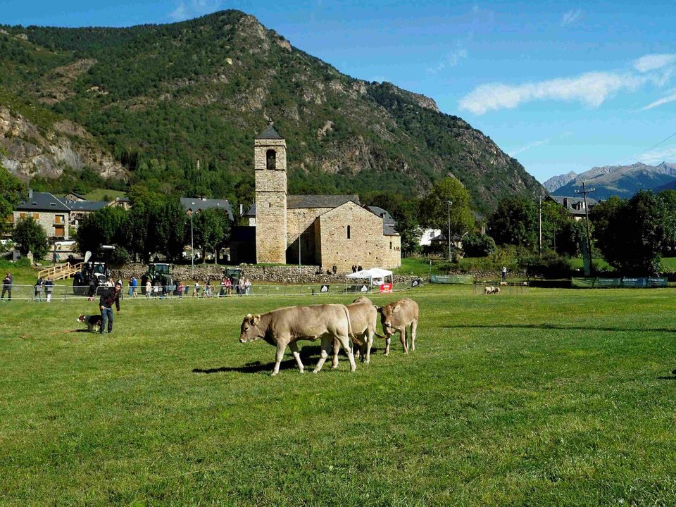 Barruera Gossos d'atura amb vaques